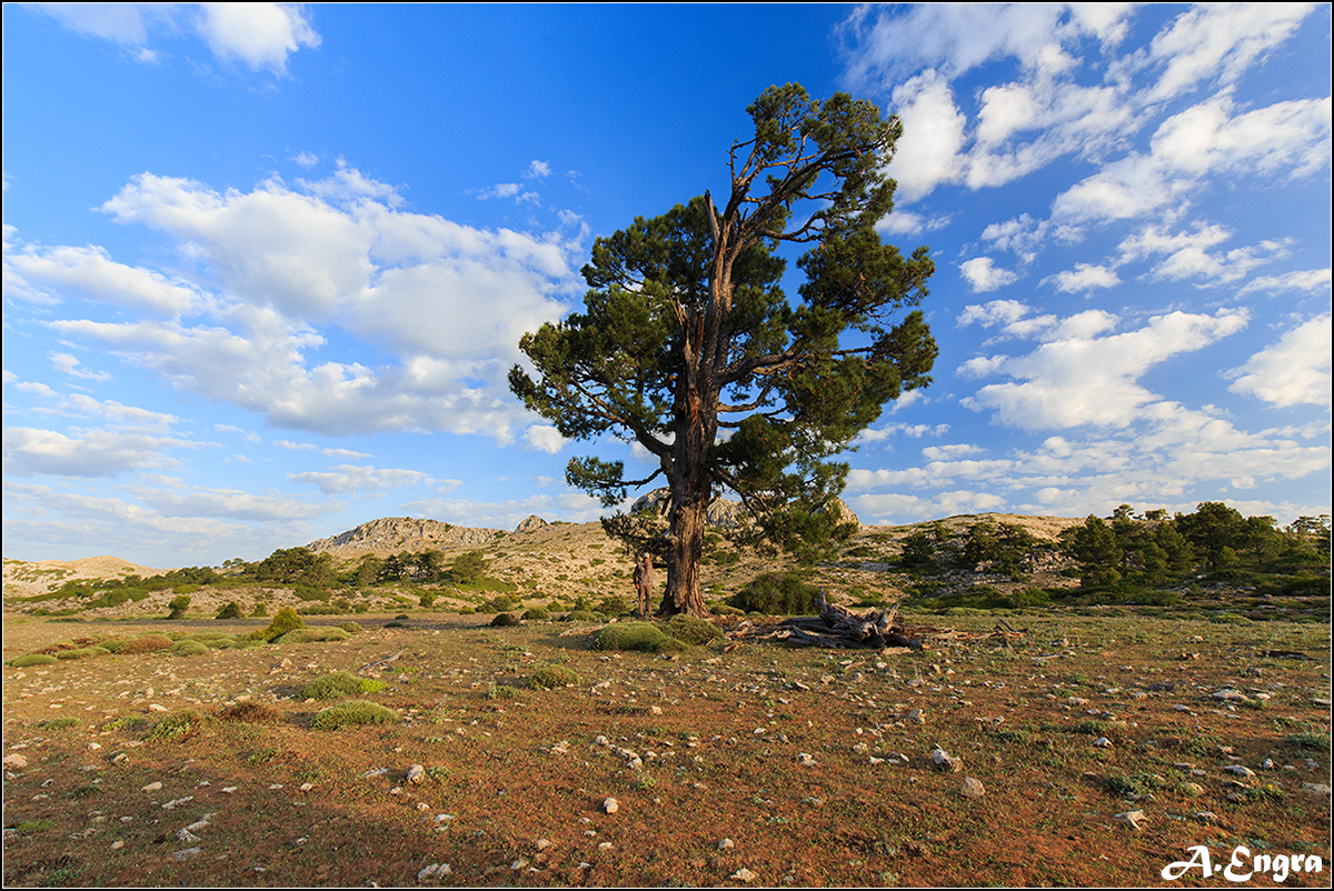 11.Pino del Poeta Enrique Pérez