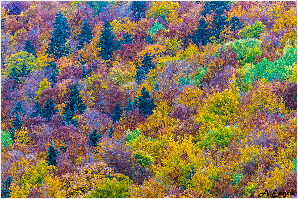 24.La Pardina del Señor