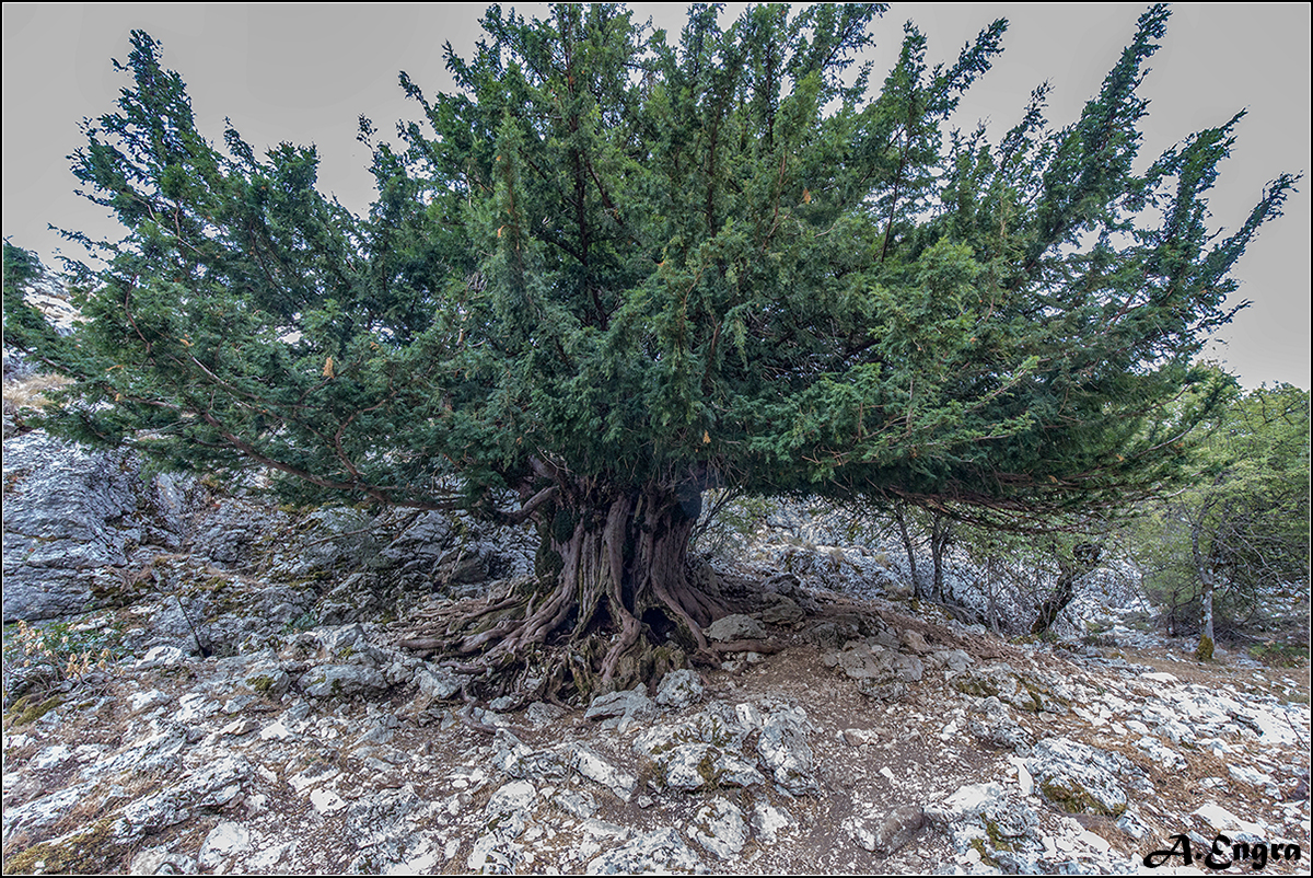 30.Tejo. Barranco del Trabino