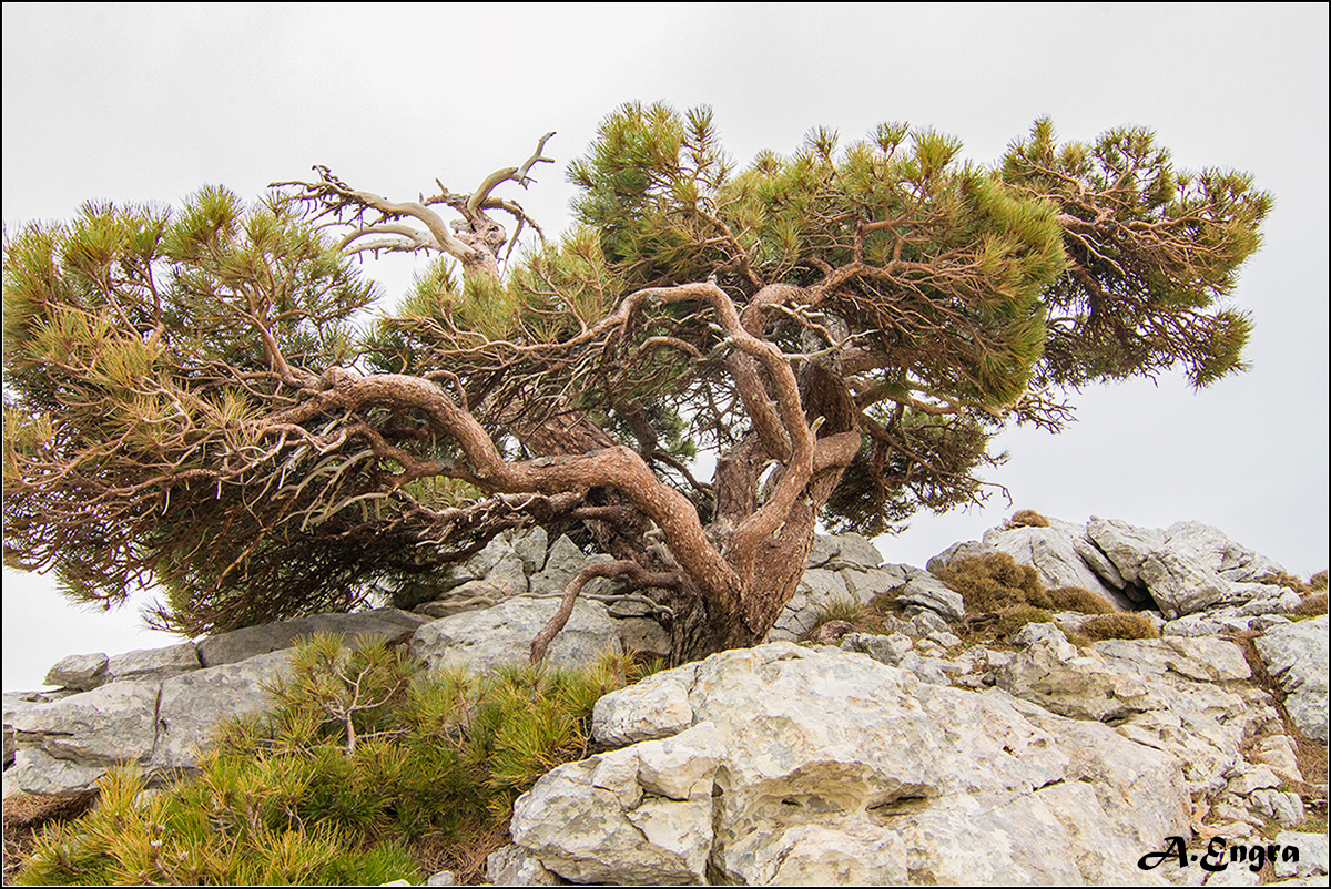 31.Calar de Juana. .Vientos y Nieves