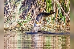 Cormoran.1