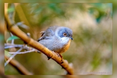 Curruca-cabecinegra.1