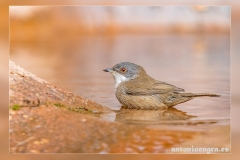 Curruca-cabecinegra.2