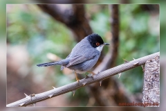 Curruca-cabecinegra.4