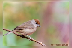 Curruca-capirotada.3