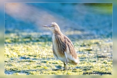 Garcilla-cangrejera.2