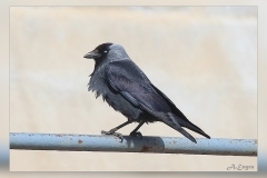 Grajilla-occidental.1