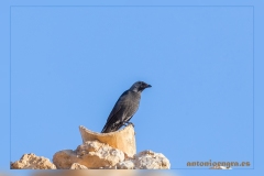 Grajilla-occidental.2