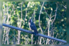 Grajilla-occidental.4