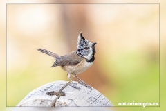 Herrerillo-capuchino.1