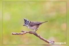 Herrerillo-capuchino.2