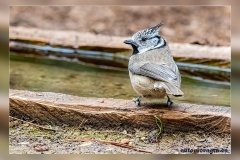 Herrerillo-capuchino.3