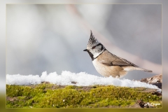 Herrerillo-capuchino.4