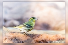 Jilguero-lugano.1