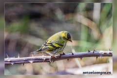 Jilguero-lugano.3