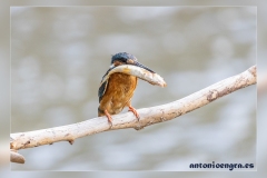 Martin-pescador.3