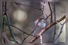 Mosquitero-papialbo.1