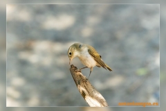 Mosquitero-papialbo.2