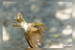 Mosquitero-papialbo.3