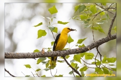 Oropendola.2