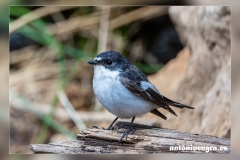 Papamoscas-cerrojillo.3