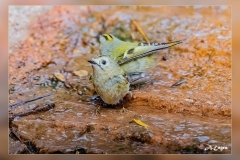 Reyezuelo-sencillo.1