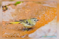 Reyezuelo-sencillo.2