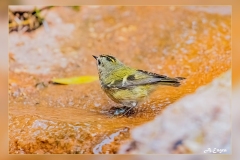 Reyezuelo-sencillo.3