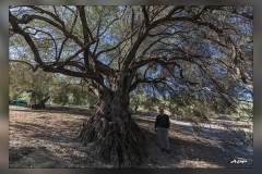 Acebuche.-La-Iruela.1