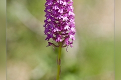 Anacamptis-pyramidalis