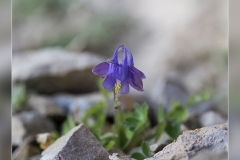 Aquilegia-pyrenaica-subps.-cazorlensis