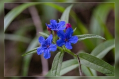 Blugossoides-purpurocaerulea