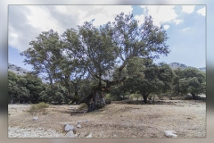 Carrasca-de-El-Almiceran.1