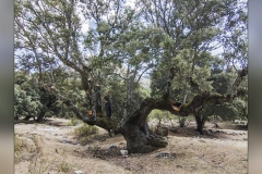 Carrasca-de-El-Almiceran.2