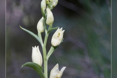 Cephalanthera-damasonium
