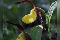 Cypripedium-calceolus.1