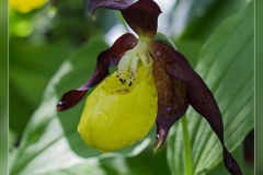 Cypripedium-calceolus.2