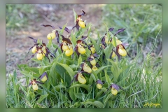 Cypripedium-calceolus.3