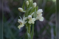 Dactylorhiza-insularis