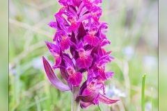 Dactylorhiza-sambucina