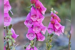 Digitalis-purpurea