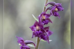 Epipactis-atrorubens.1