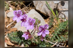 Erodium-aguilellae