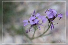 Erysimum-popovii