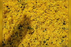 Genista-scorpius