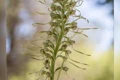 Himantoglossum-hircinum