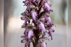 Himantoglossum-robertianum.1