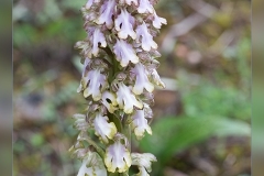 Himantoglossum-robertianum.2