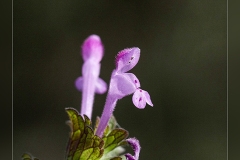 Lamium-amplexicaule