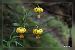 Lilium-pyrenaicum.1